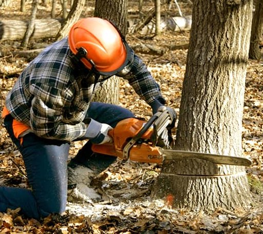 Tree Removal in Blanchester, OH
